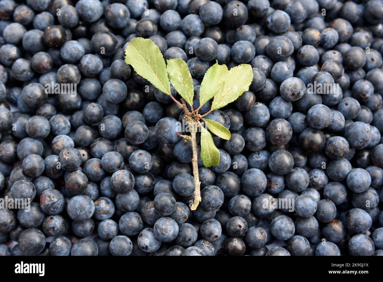 Schlehe-Beeren, die Frucht von Schlehdornsträuchern (Prunus spinosa), werden nach dem ersten Frost des Winters zur Herstellung von Schlehe-Gin verwendet Stockfoto