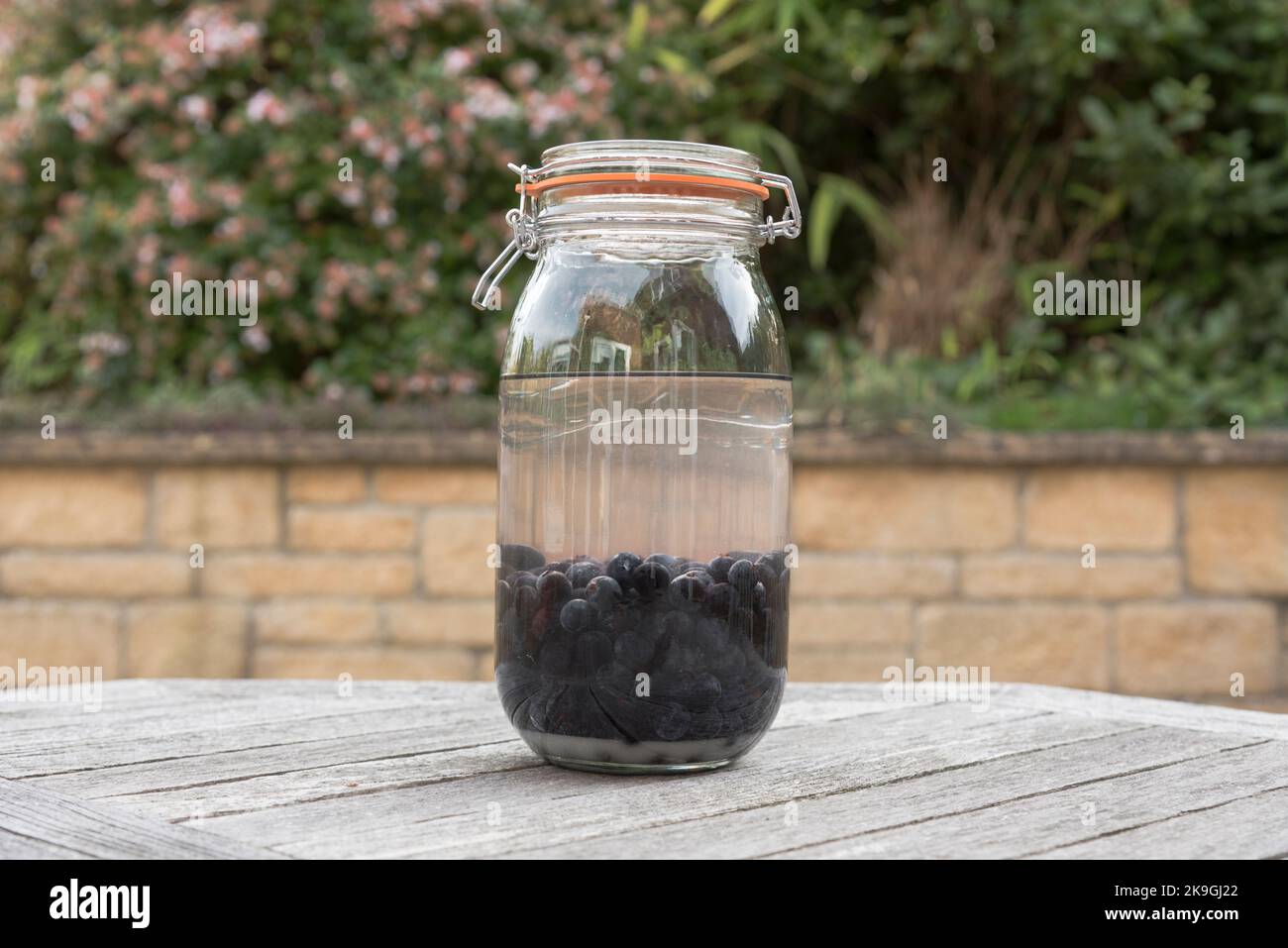 Schlehe-Beeren, die Frucht von Schlehdornsträuchern (Prunus spinosa), werden nach dem ersten Frost des Winters zur Herstellung von Schlehe-Gin verwendet Stockfoto