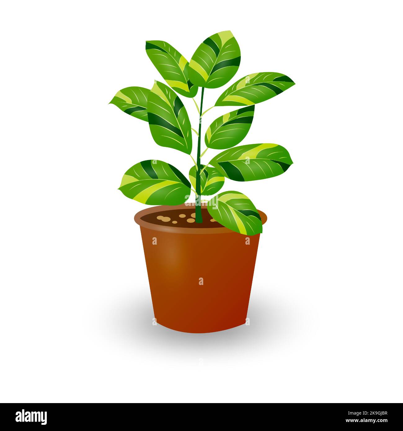 Ficus-Pflanze im Topf isoliert auf weißem Hintergrund. Dekorative Pflanze für Zuhause oder Büro. Zimmerblume. Vektorgrafik. Stock Vektor