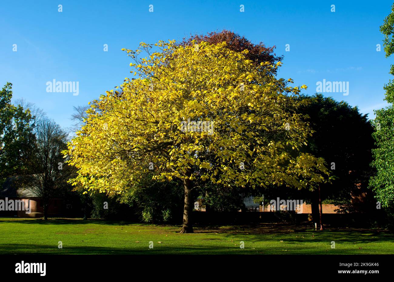 Indian Bean Tree (Catalpa bignonioides) im Herbst, Stratford-upon-Avon, Warwickshire, Großbritannien Stockfoto