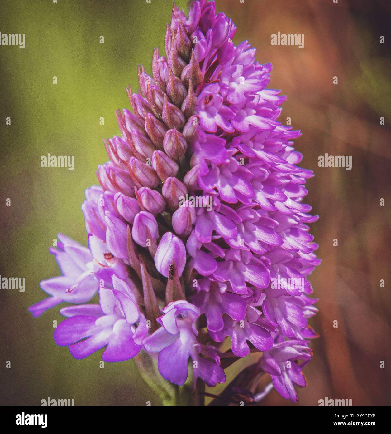 Pyramiden-Orchidee Stockfoto