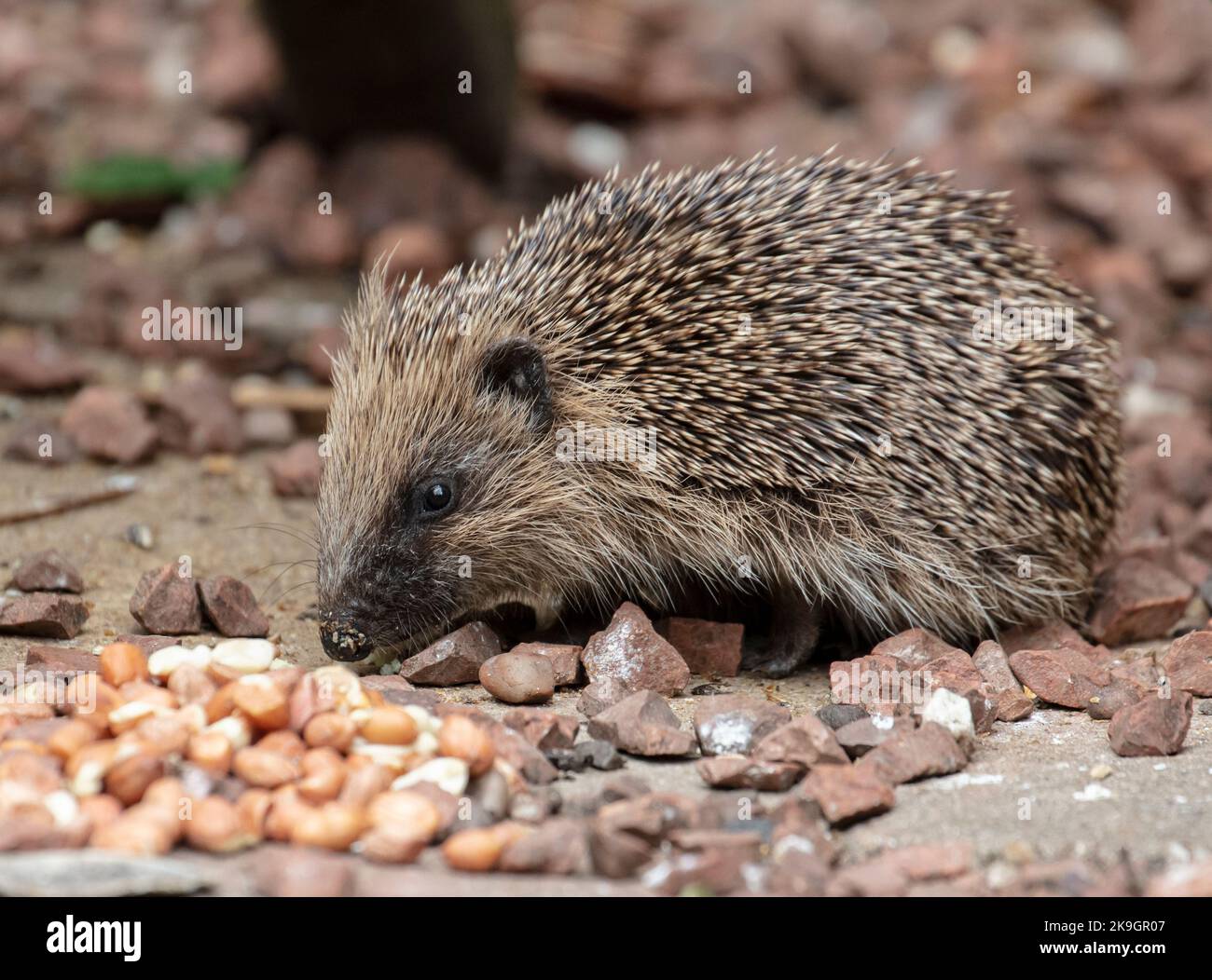 Igel Stockfoto