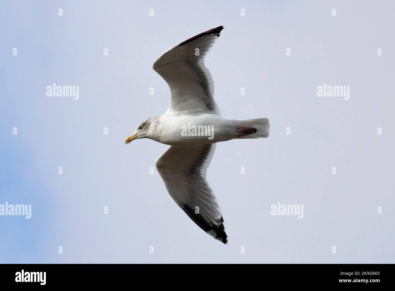 Eine Herringmöwe, die über Whitby Harbour in North Yorkshire fliegt, 26.. Oktober 2022 Stockfoto