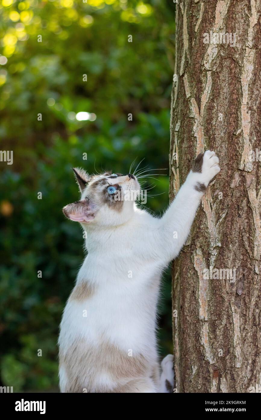 Spielerisches Hauskatzen in der Natur und Besteigen eines Baumes im Garten mit seinen scharfen Krallen Stockfoto