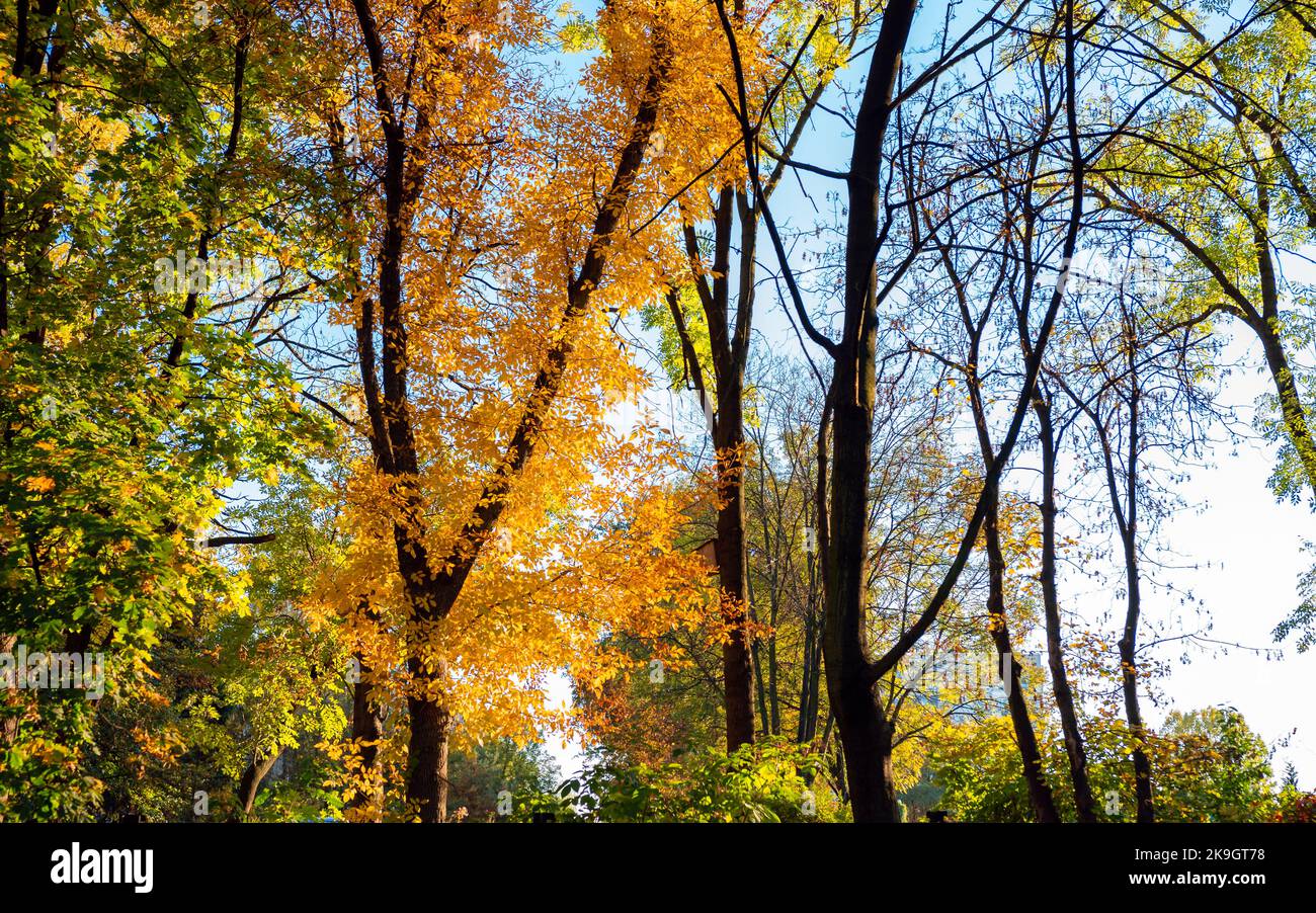 Schöne Farben des Herbstes. Bunte Bäume auf dem Hintergrund des blauen Himmels Stockfoto
