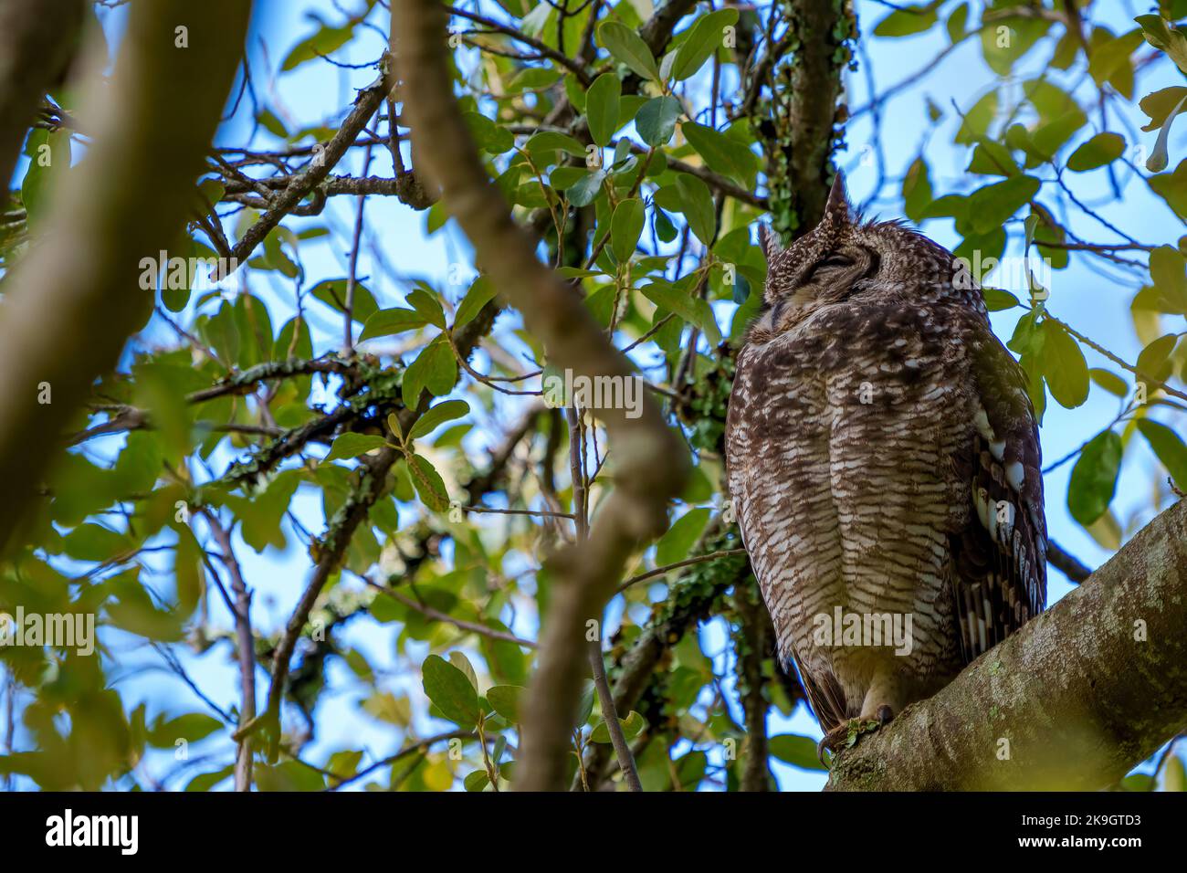 Schreiadler-Eule oder Afrikanische Adlereule (Bubo africanus). Kapstadt, Westkap. Südafrika Stockfoto