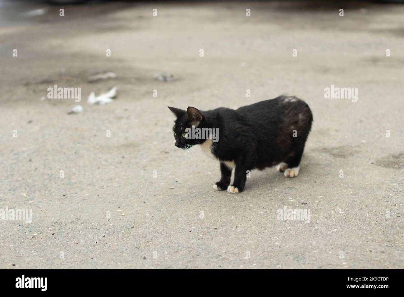 Obdachlose Katze schwarz. Kat. Haustier ohne Besitzer. Tier in der Stadt. Stockfoto