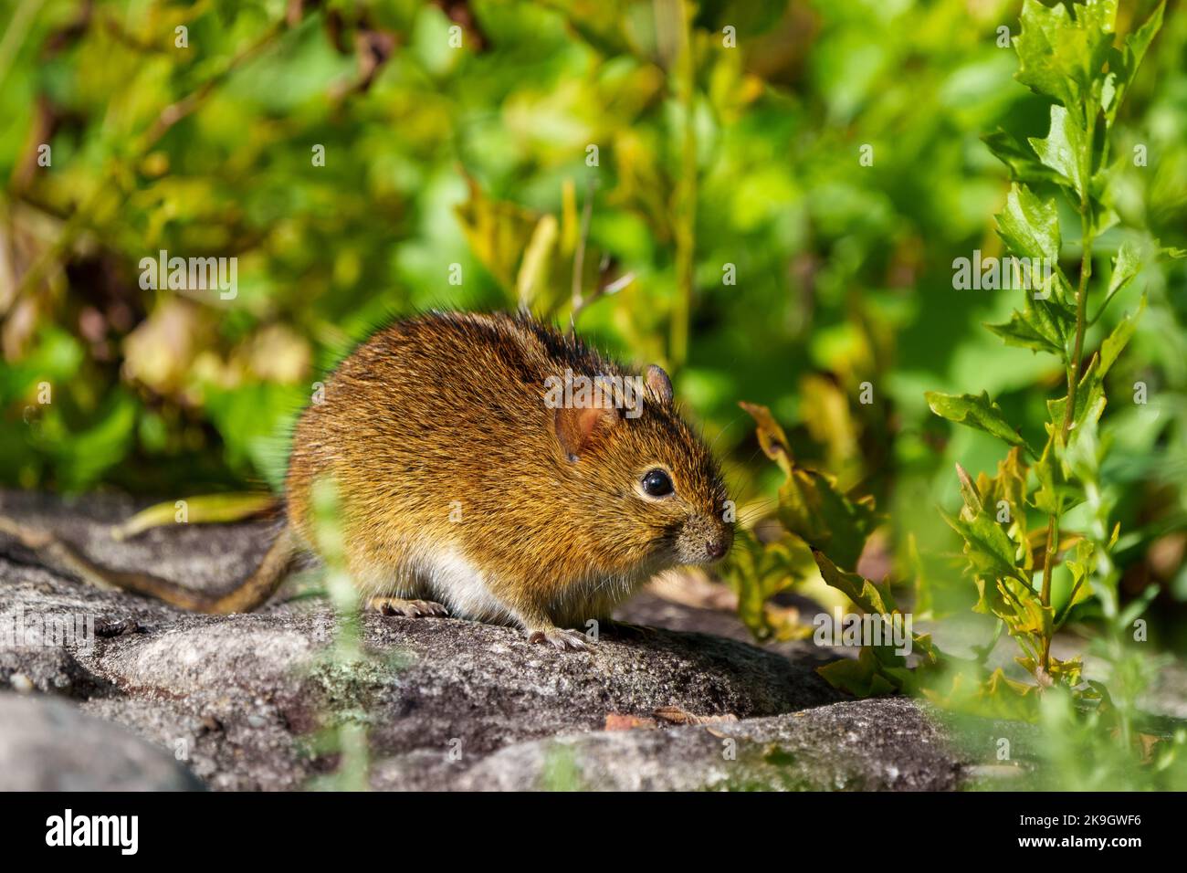 Viergestreifte Maus (Rhabdomys pumilio). Kapstadt, Westkap. Südafrika Stockfoto