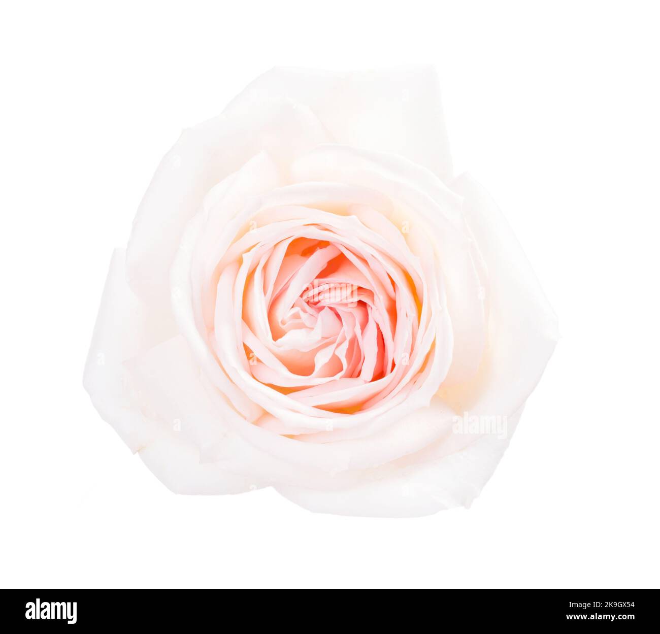 Weiße Rose mit einem blassrosa Zentrum isoliert auf weißem Hintergrund Stockfoto
