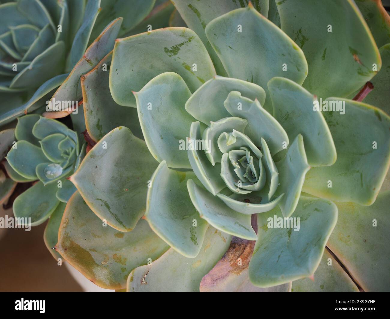 Die blaue echeveria, auch bekannt als Hühner und Küken. Kaktus Tapete Stockfoto