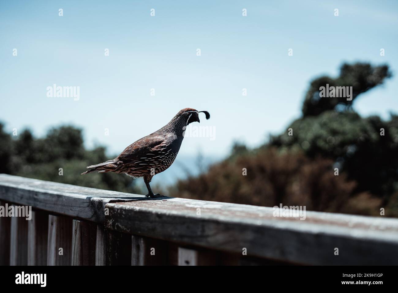 Exotischer Vogel, der auf einem Holzgeländer thront Stockfoto