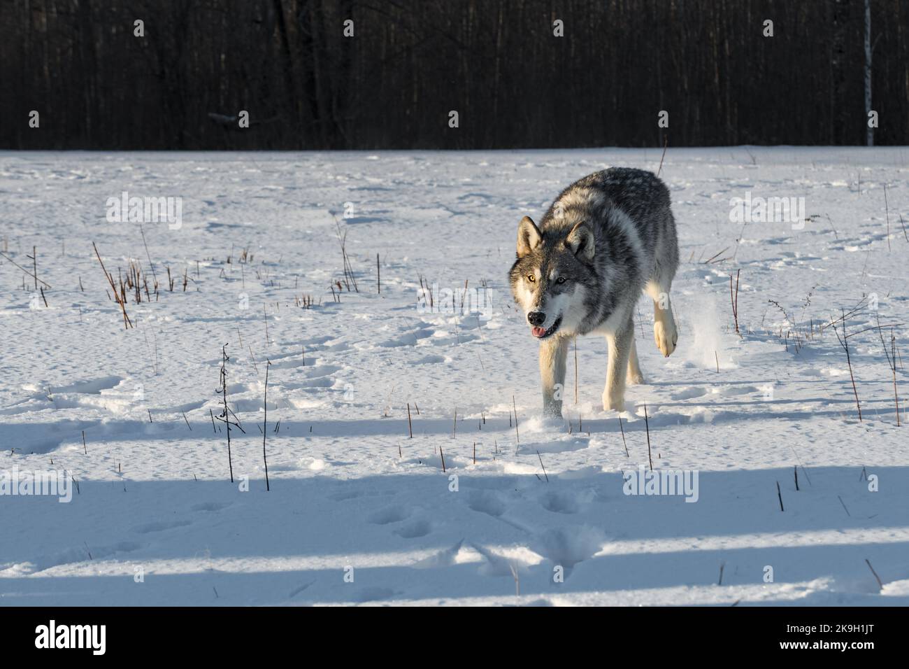 Grauer Wolf (Canis lupus) läuft vorwärts Zurück Fuß hoch Schatten im Vordergrund Winter - Gefangenes Tier Stockfoto
