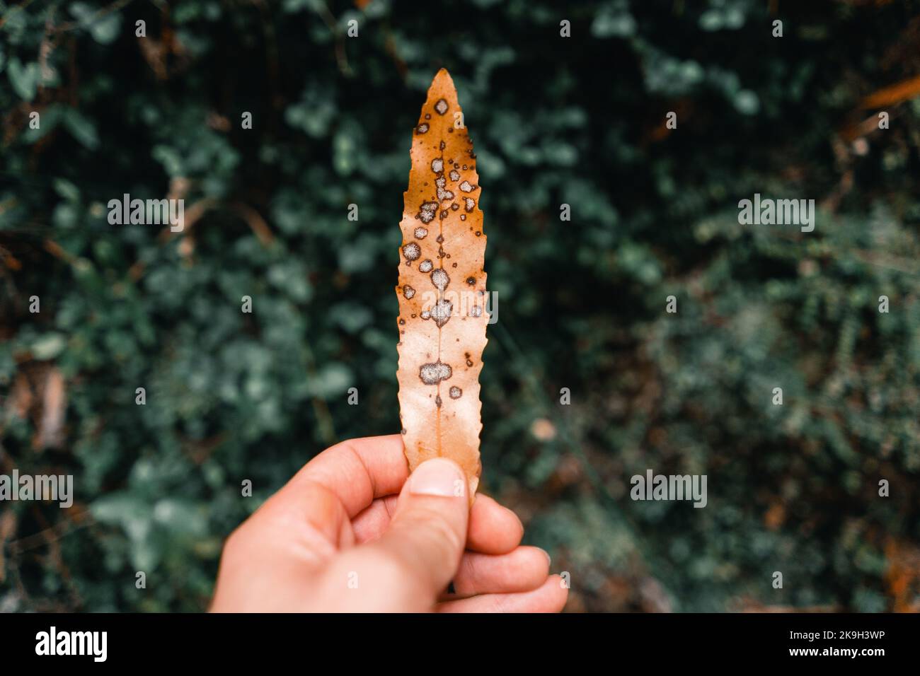 Linke Hand eines kaukasischen Mannes, der ein merkwürdiges langes, schmal braunes Blatt mit grauen Flecken und scharfen Kanten zwischen Waldpflanzen auf der neuseeländischen Donut-Insel hält Stockfoto