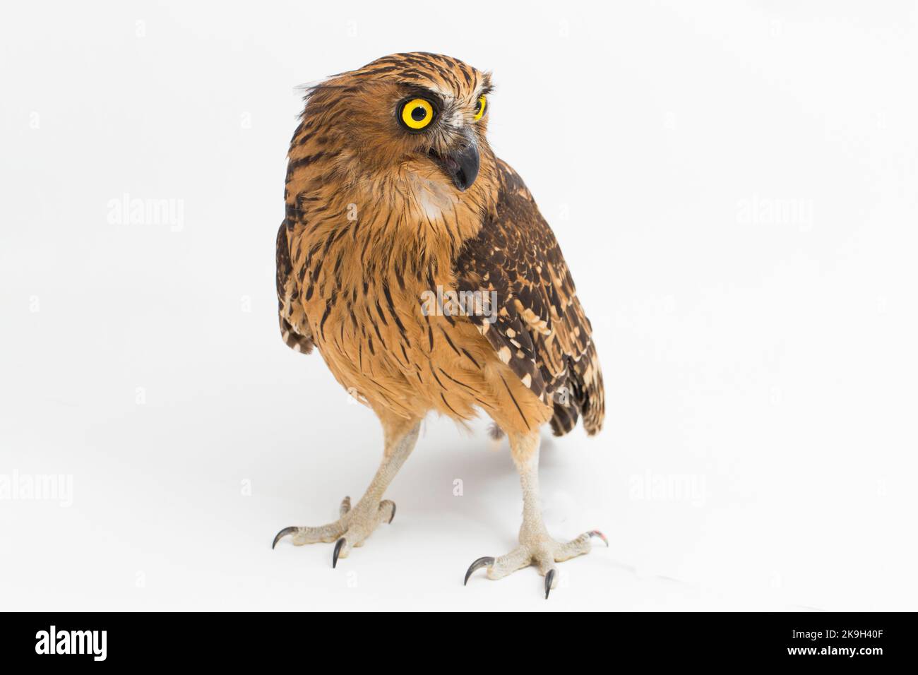 Die buffy Fischeule oder Malaiisch Fischeule Vogel (Ketupa ketupu) isoliert auf weißem Hintergrund Stockfoto