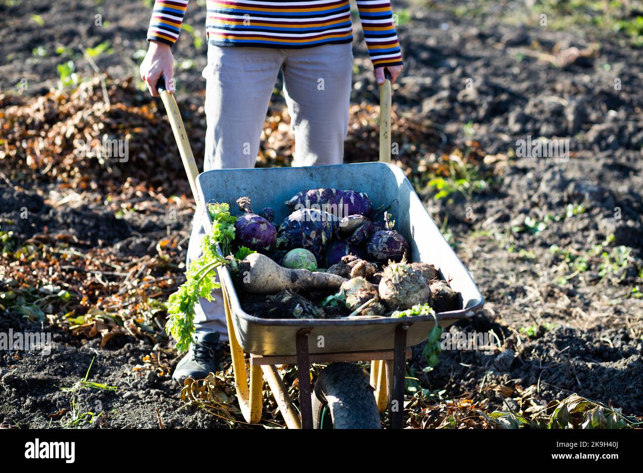 Pastinaken Kohlrabi Sellerie in einer Dray im Herbstfeld Stockfoto