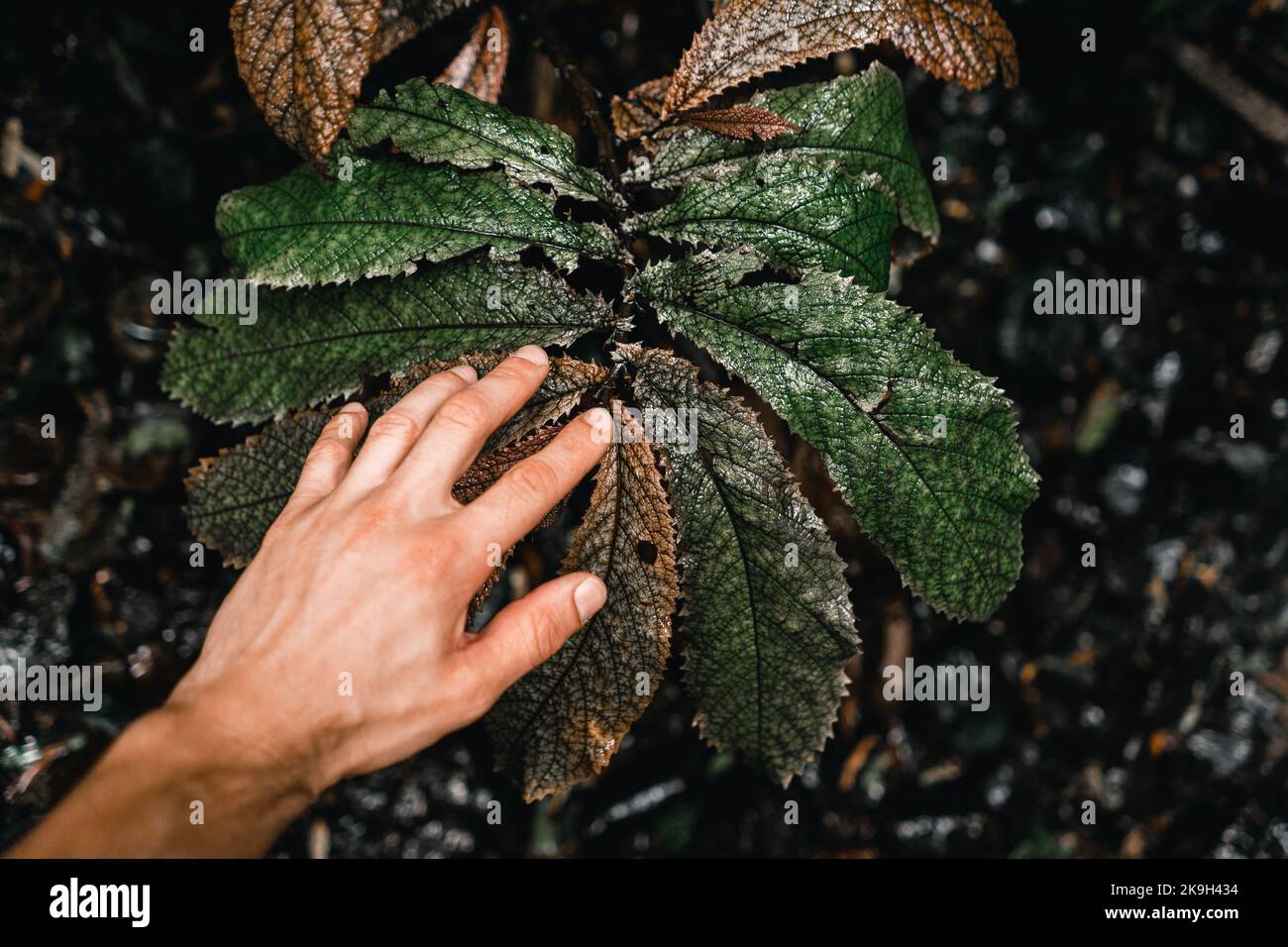 Linke Hand eines jungen kaukasischen Mannes, der vorsichtig die großen grünen spitzen Blätter einer exotischen Waldpflanze auf der Waitawheta-Straßenbahn in Neuseeland streichelte Stockfoto