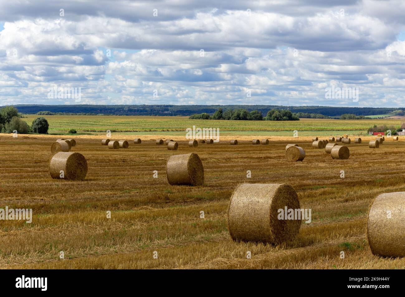 Blick auf ein breites Erntefeld mit großen gelben Strohballen unter dem blauen Himmel Stockfoto