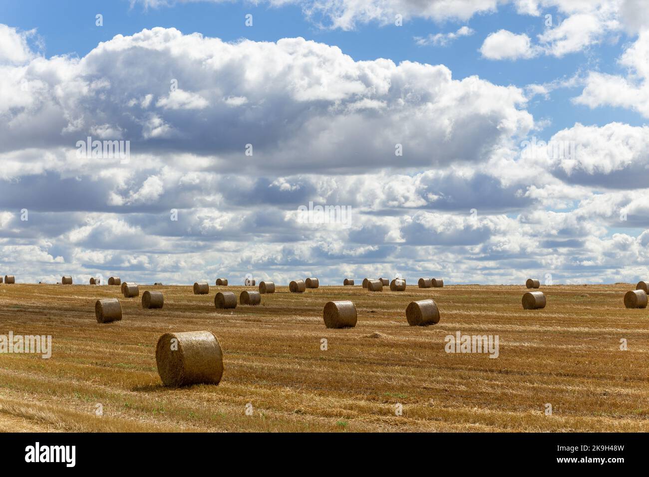 Blick auf ein breites Erntefeld mit großen gelben Strohballen unter dem blauen Himmel Stockfoto