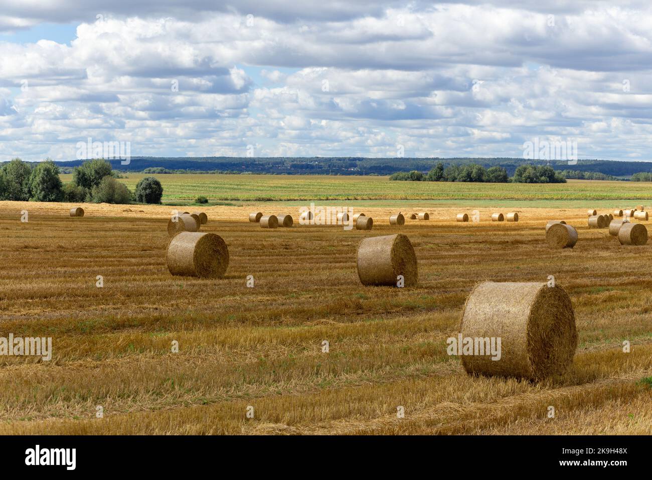Blick auf ein breites Erntefeld mit großen gelben Strohballen unter dem blauen Himmel Stockfoto