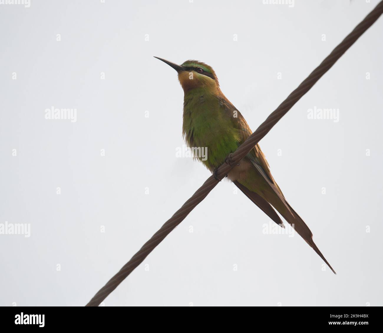 Ein Blue Tail Bee Eater auf einem Draht Stockfoto