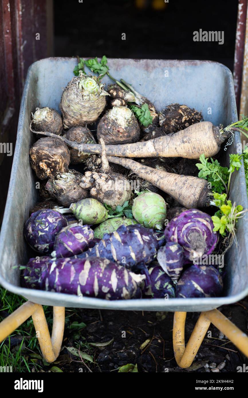 Pastinaken Kohlrabi Sellerie in einer Dray im Herbstfeld Stockfoto