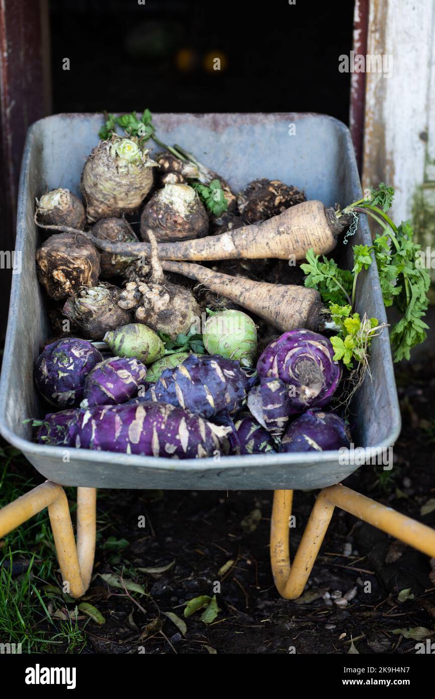 Pastinaken Kohlrabi Sellerie in einer Dray im Herbstfeld Stockfoto