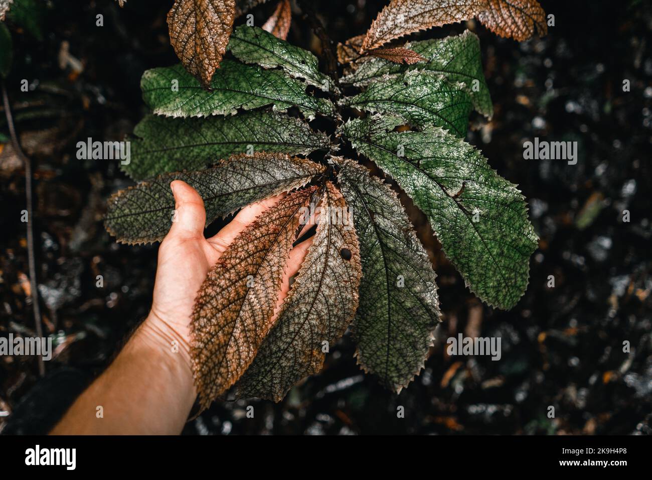 Pflanze mit langen Blättern mit spitzen Rändern und einer tiefgrünen Farbe, gestreichelt von der linken Hand eines jungen kaukasischen Mannes unter den Waldpflanzen in Stockfoto