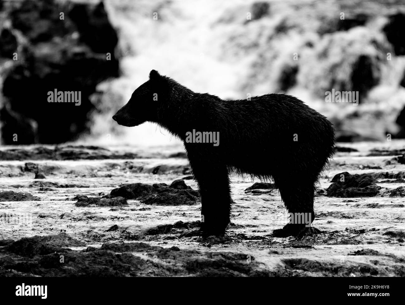 Monochromes Foto einer Seitenansicht eines jungen Grizzlybären (Ursus arctos horribilis) vor einem Wasserfall in Alaska, USA. Stockfoto
