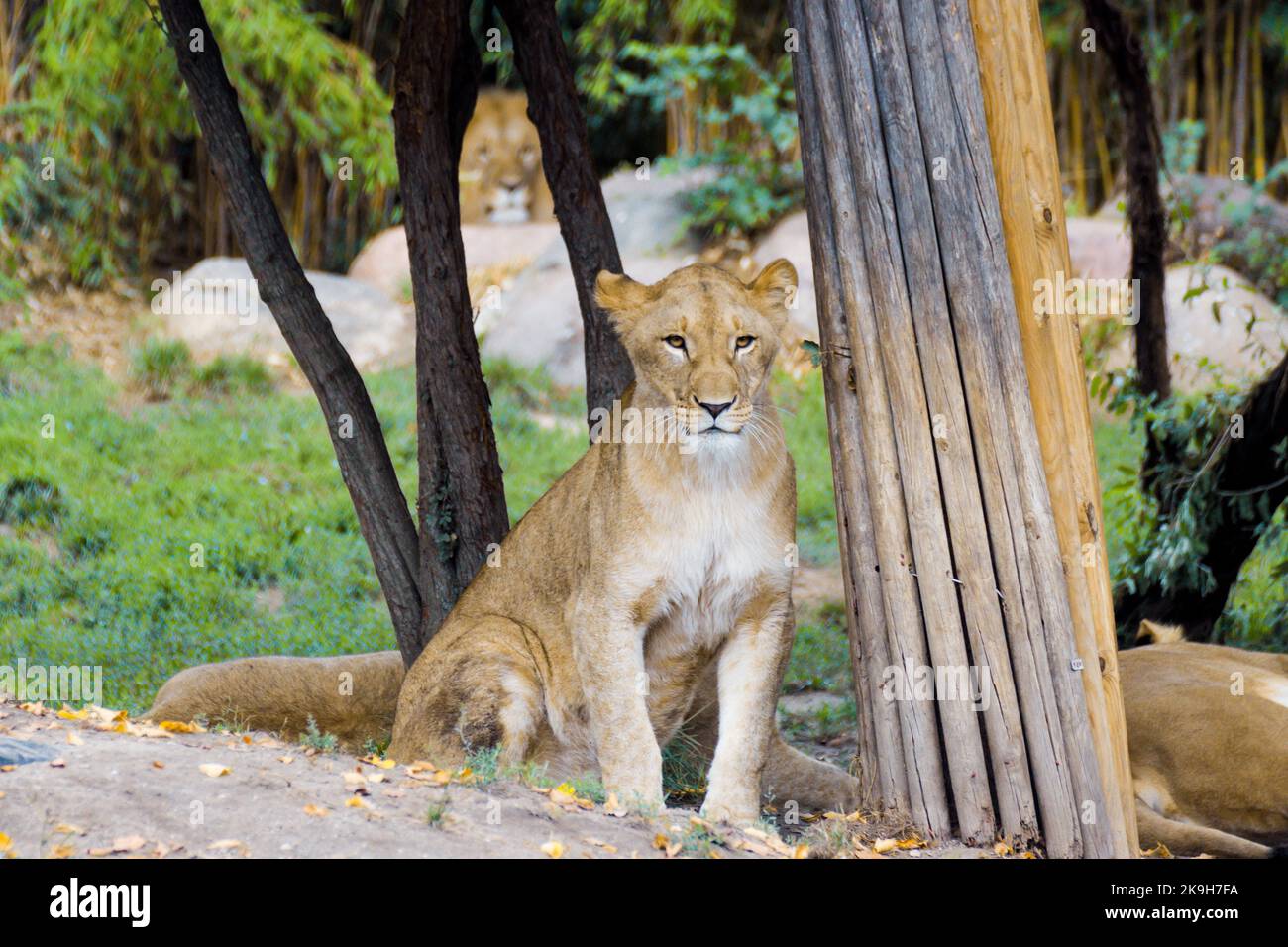 Ein weiblicher Löwe, der in der Wildnis auf etwas wartet Stockfoto