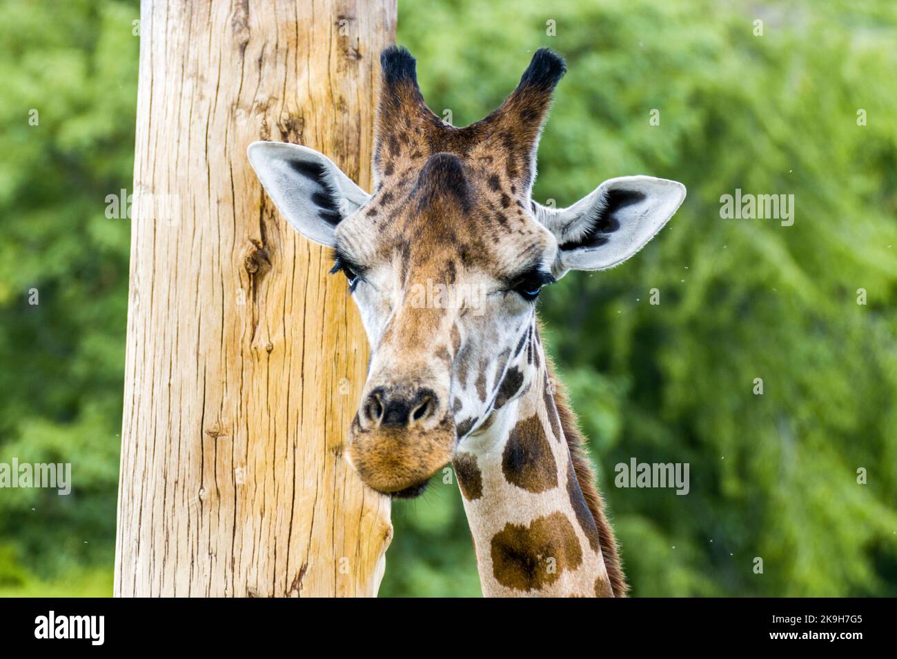 Giraffen in der Natur für Tourismus-Fotos Stockfoto
