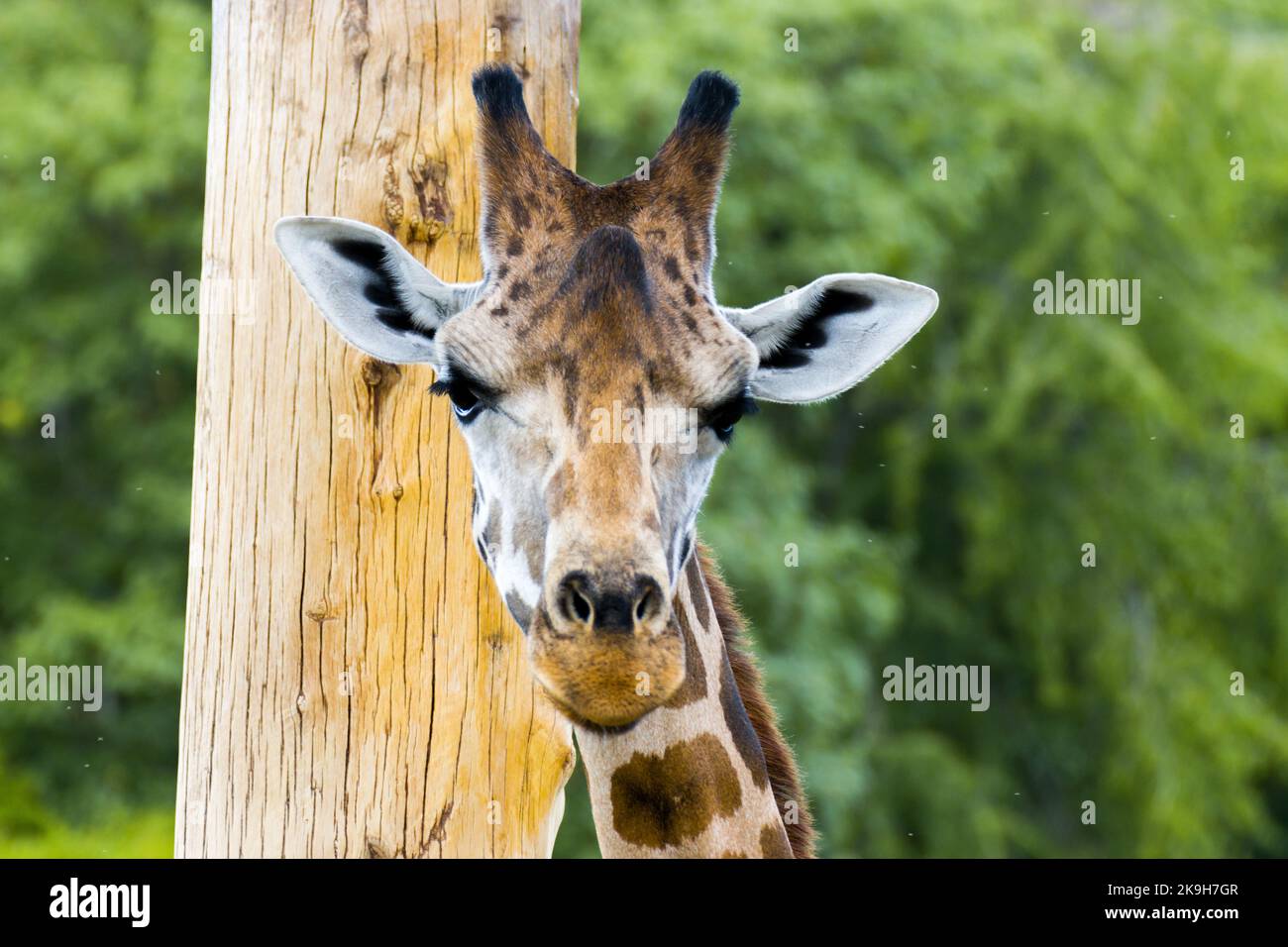 Giraffen in der Natur für Tourismus-Fotos Stockfoto