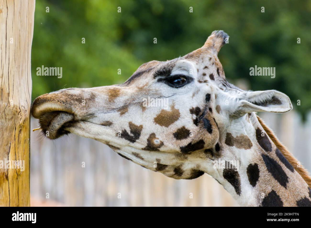 Giraffen in der Natur für Tourismus-Fotos Stockfoto