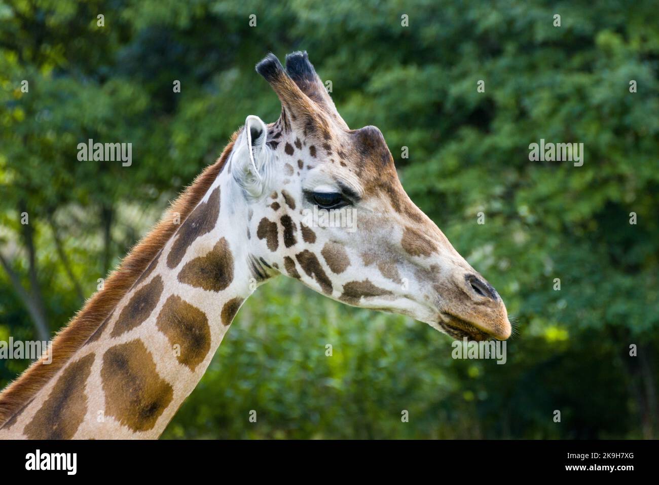 Giraffen in der Natur für Tourismus-Fotos Stockfoto