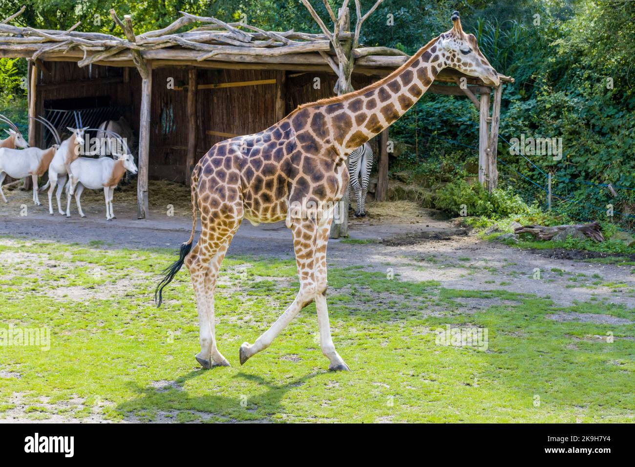 Giraffen in der Natur für Tourismus-Fotos Stockfoto