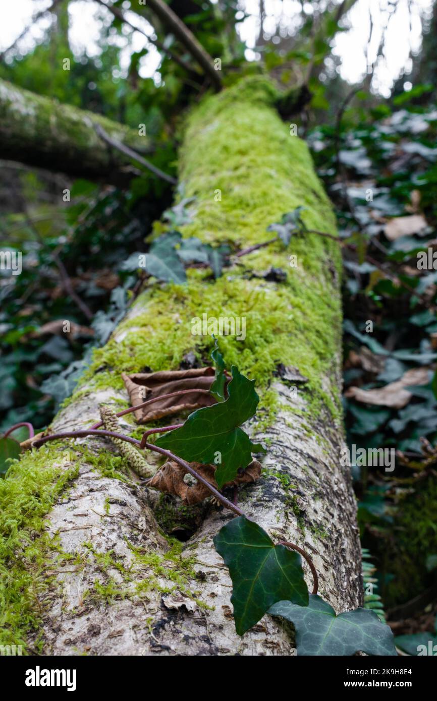 Nahaufnahme von Efeu-Blättern auf einem moosigen Baumstamm. Selektiver Fokus Stockfoto
