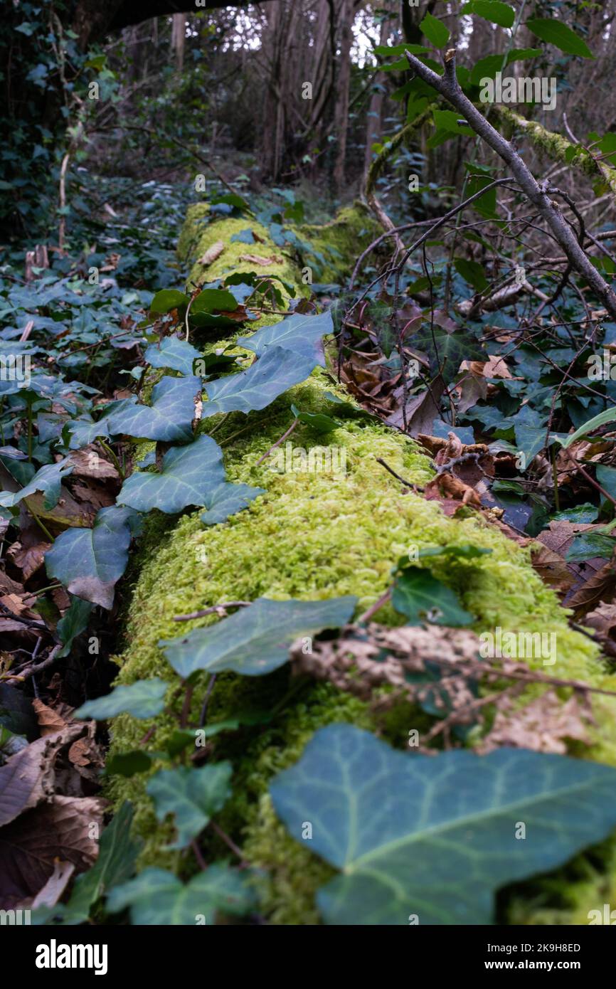 Efeu-Blätter auf einem moosigen Baumstamm und Vegetation auf dem Waldboden Stockfoto