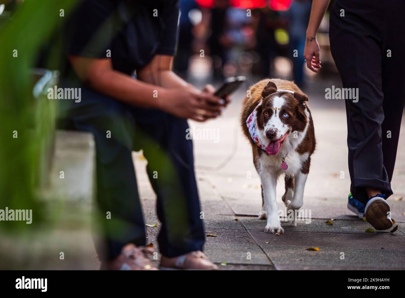 Weibliche braune und weiße Hündin mit Sternen auf der Stirn, die mit dem Besitzer in Savassi in Belo Horizonte, Brasilien, spazierengeht. Stockfoto