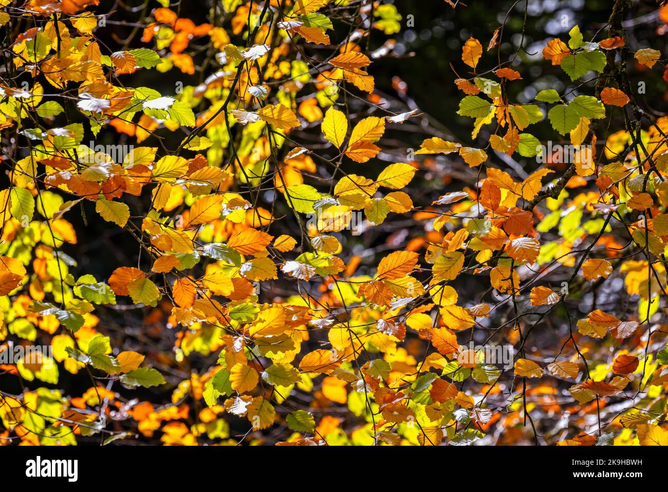 Hintergrundbeleuchtete Nahaufnahme von funkelnden Buchenbaumblättern im lebhaften Herbst und herbstlich rot, orange und gelb Stockfoto