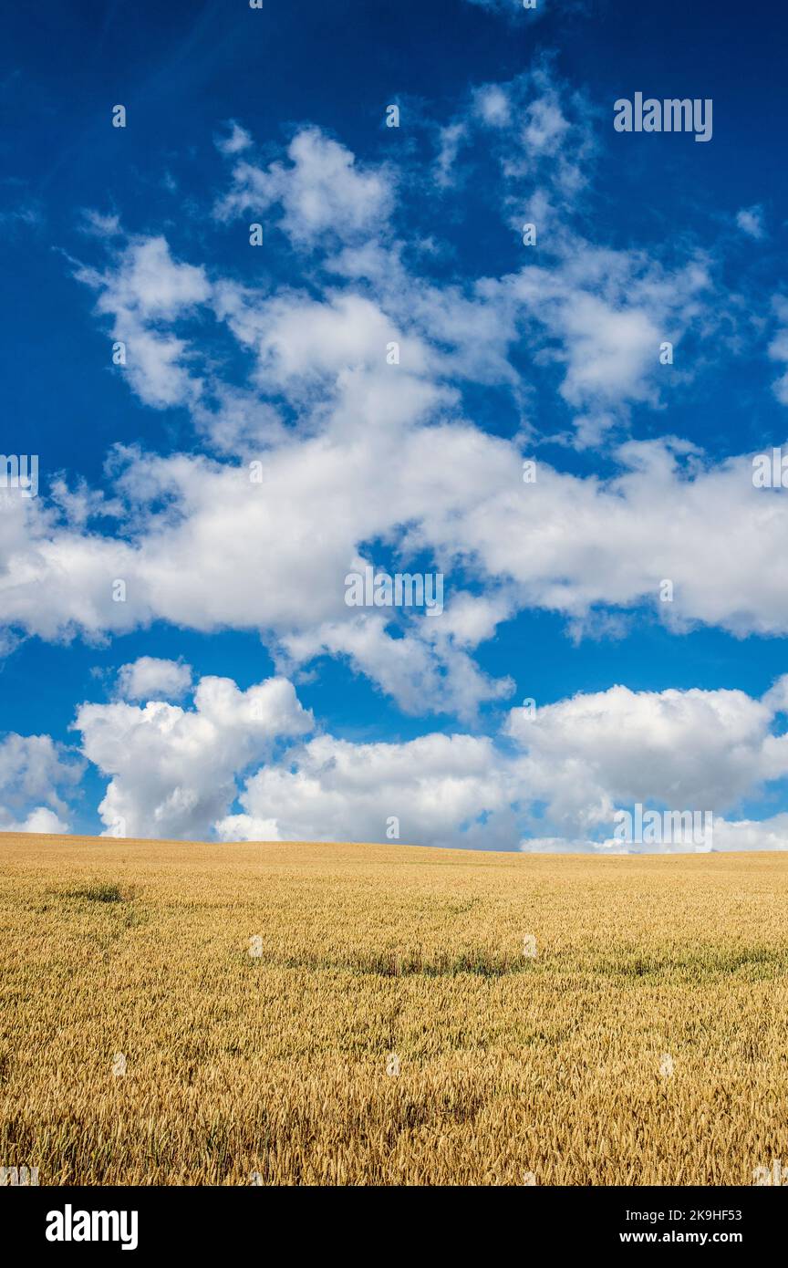 Weizenfeld in Berwickshire, Scottish Borders, Großbritannien Stockfoto