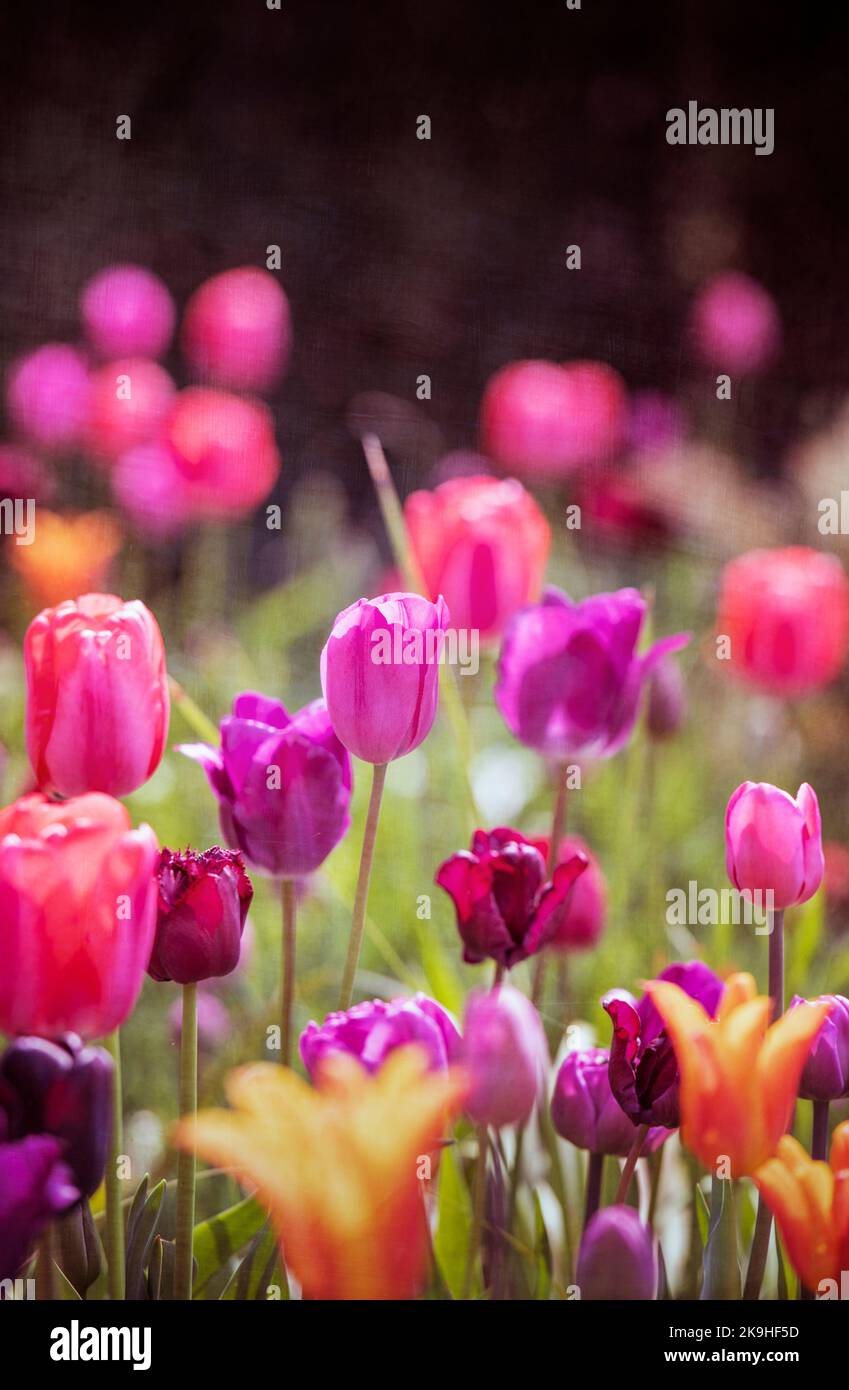 Bunte Tulpen in einem Blumengarten Stockfoto