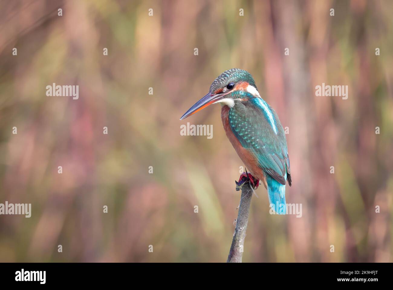 Der gewöhnliche Eisvögel (Alcedo atthis), auch bekannt als der eurasische Eisvögel und Flusseisvögel. Stockfoto