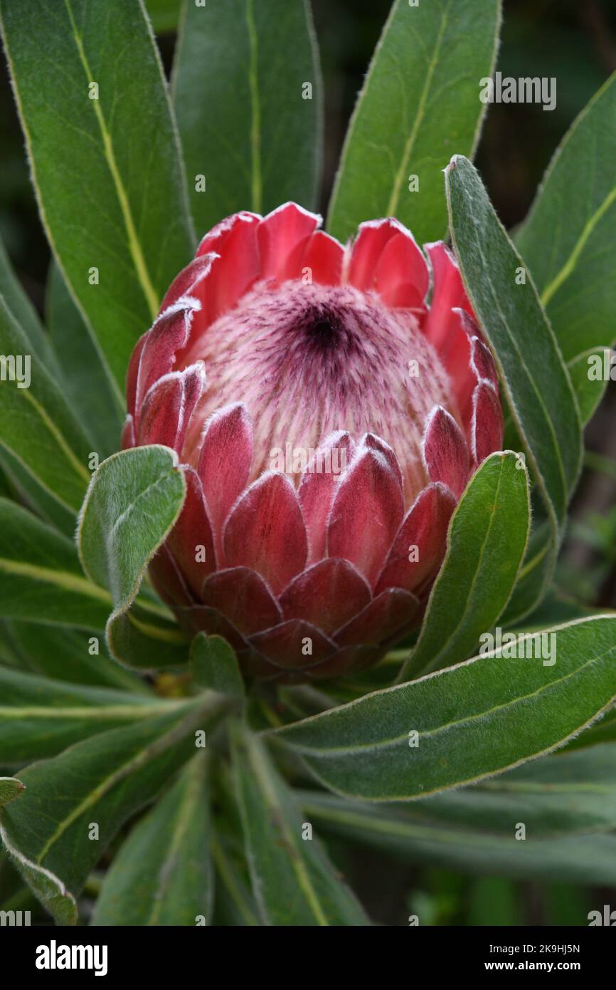 Proteaceae, Stinkblatt-sugarbusch, Strauch, aus Südafrika. Wächst in den subtropischen Abbey Gardens auf der Insel Tresco auf den Inseln Stockfoto