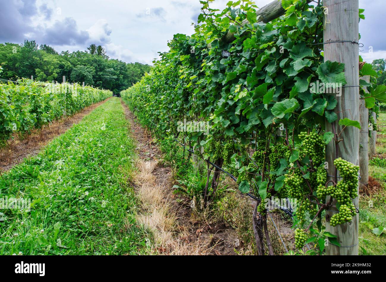 Die Trauben hängen an den Reben und warten auf die Verasion, den Beginn des Reifeprozesses, Finger Lakes Region, Yates County, New York Stockfoto