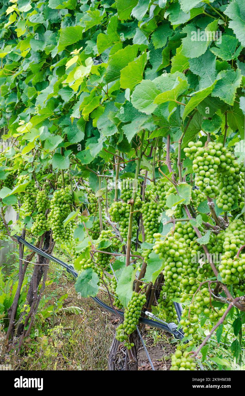 Die Riesling-Trauben hängen an den Reben, die erst vor der Verasion, Finger Lakes Region, Yates County, New York, anschwellen Stockfoto