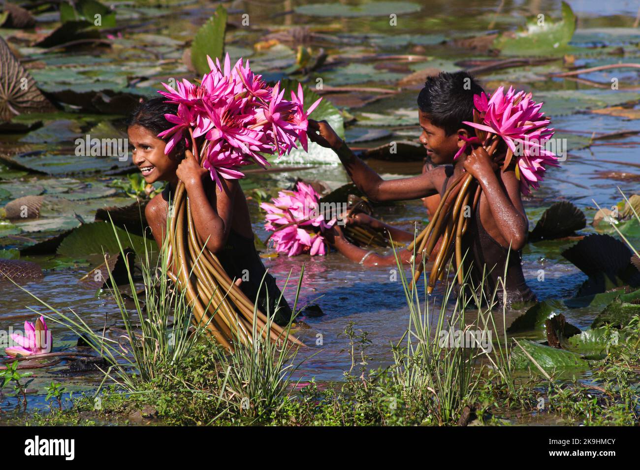 Sylhet, Bangladesch. 28. Oktober 2022. Ländliche Kinder sammeln am nächsten See rote Wasserlilienblumen, um sie an Touristen in Jaintapur Dibir Haor von Sylhet, Bangladesch, zu verkaufen. Dibir Haor ist als Königreich von Shapla für Reisende bekannt. Hier zu Beginn der Wintersaison blühten viele rote Shapla-Blüten in diesem Haor, der am Ufer der Hügel von Meghalaya liegt. Am 28. Oktober 2022 in Sylhet, Bangladesch. (Bild: © MD Rafayat Haque Khan/eyepix via ZUMA Press Wire) Stockfoto