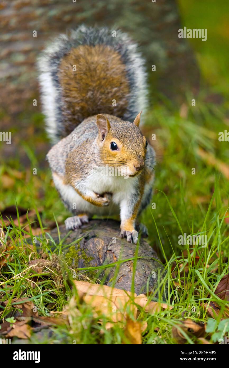 Graues Eichhörnchen Mit Acorn Bushey Park Stockfoto