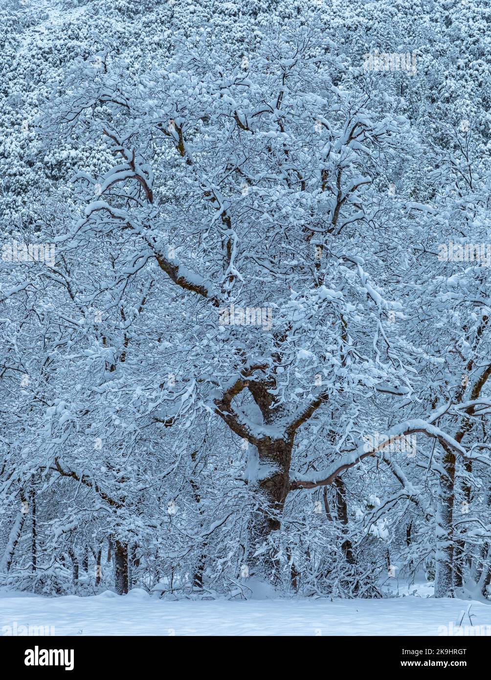 Ein Foto zeigt eine ruhige Winterszene mit einer Baumgruppe, die von frischem Schnee bedeckt ist. Stockfoto