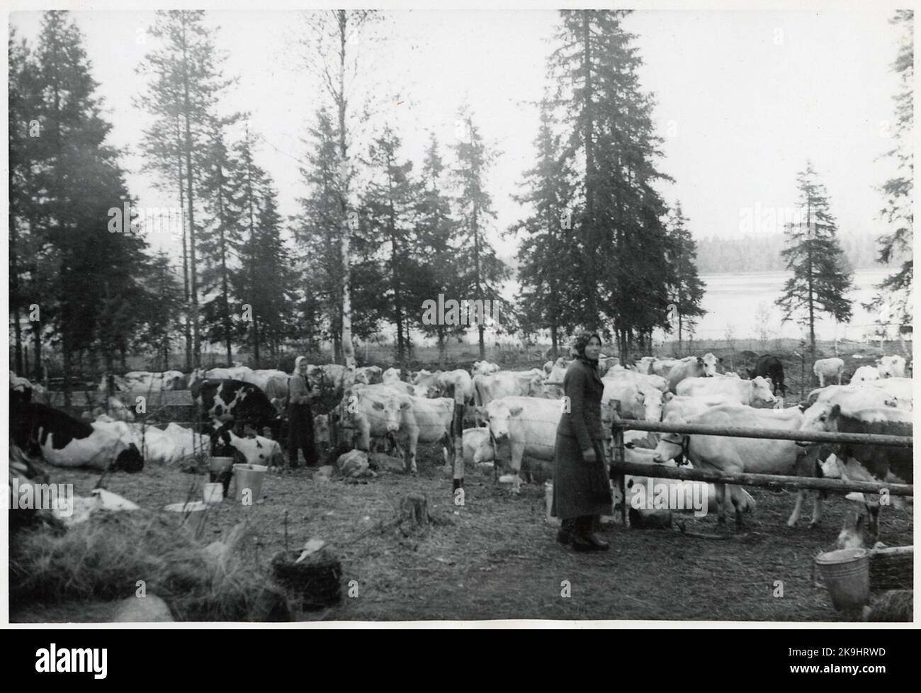 Finnische Flüchtlinge in Haparanda, Herbst 1944. Frauen mit Vieh. Stockfoto