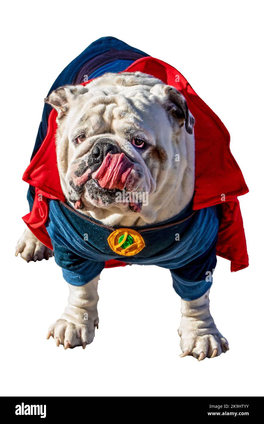 Entzückender Bulldog im Superhelden Halloween Kostüm leckt seine Nase mit der Zunge Stockfoto
