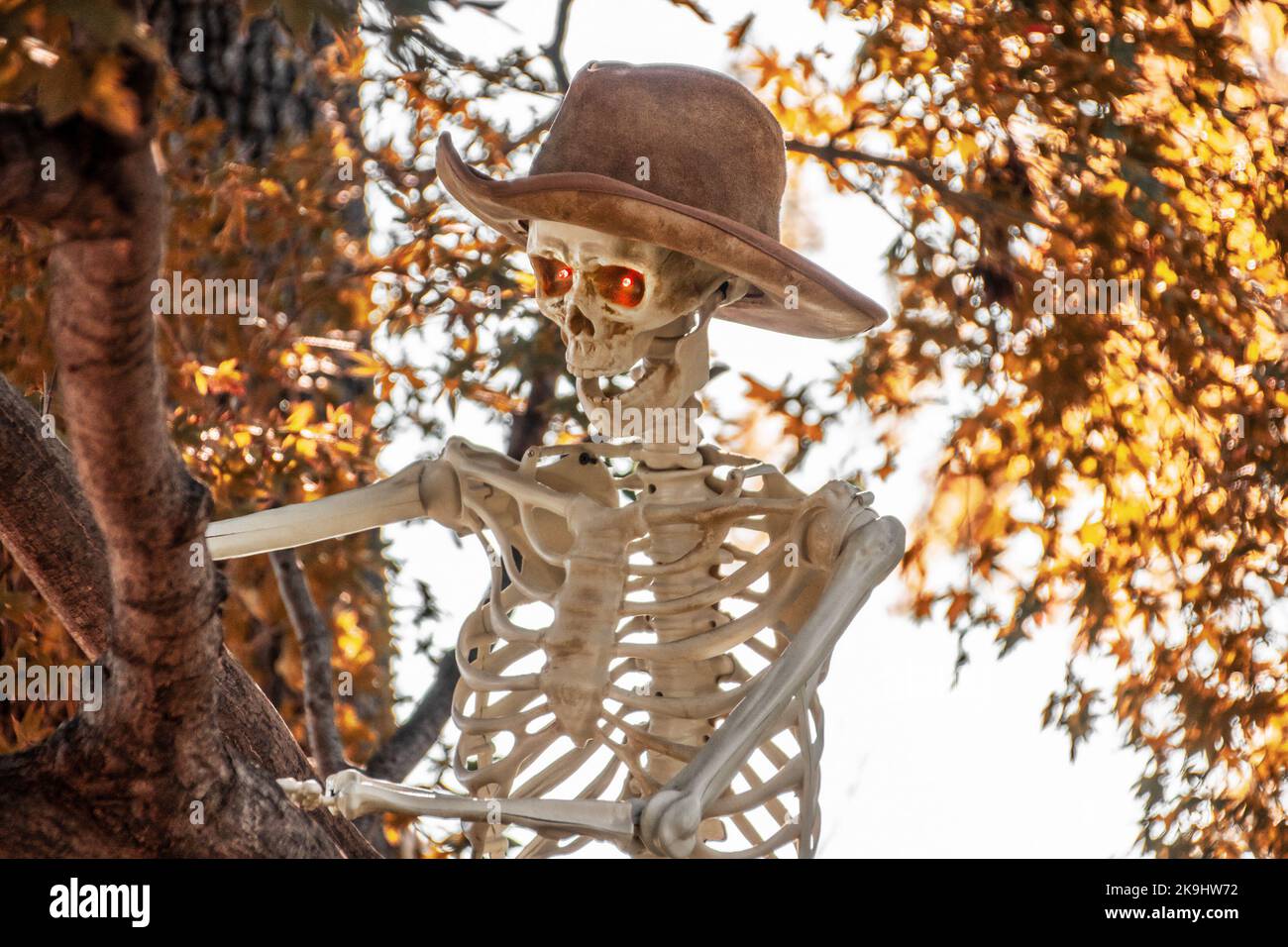 Cowboy Zombie Skelett mit Cowboy im Baum - Halloween Dekoration Stockfoto